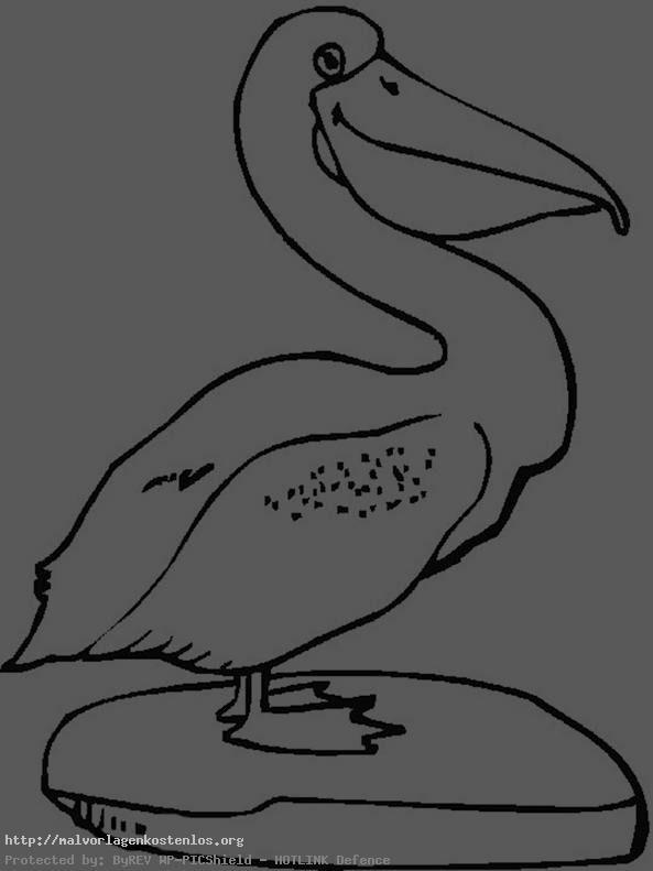 Zeichnung von pelikan