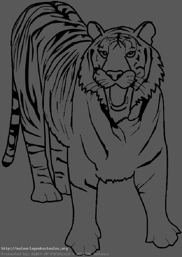 Zeichnung von Tiger 1